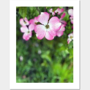 Dogwood Flowers in Spring Posters and Art